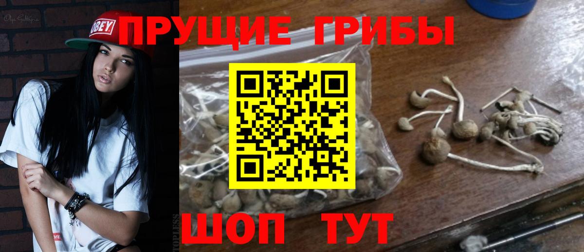 Тулун  хочу   Галлюциногенные грибы мухоморы  Вход с VPN  Псилоцибиновые грибы Psilocybe 